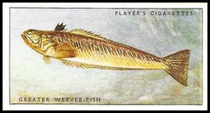 31 Greater Weever Fish